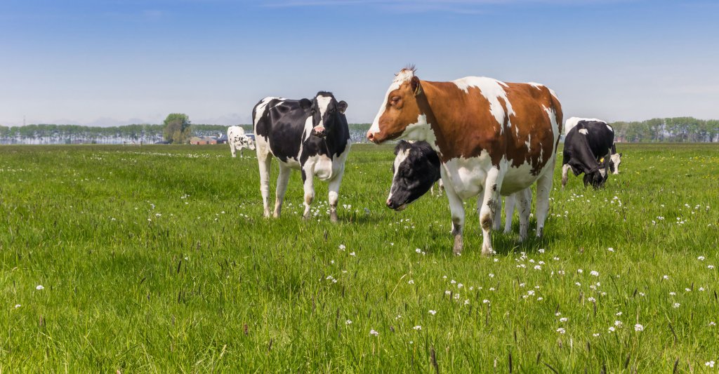 about-our-liquid-feeds